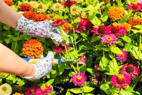 Hands wearing gloves using pruning shears to trim brightly colored flowers in a garden