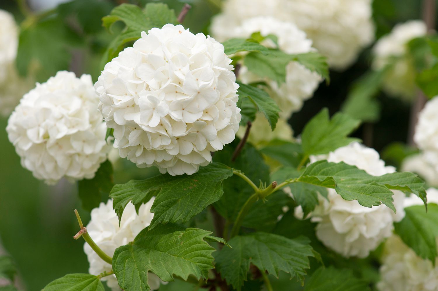 white hydrangea