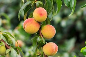 peach tree