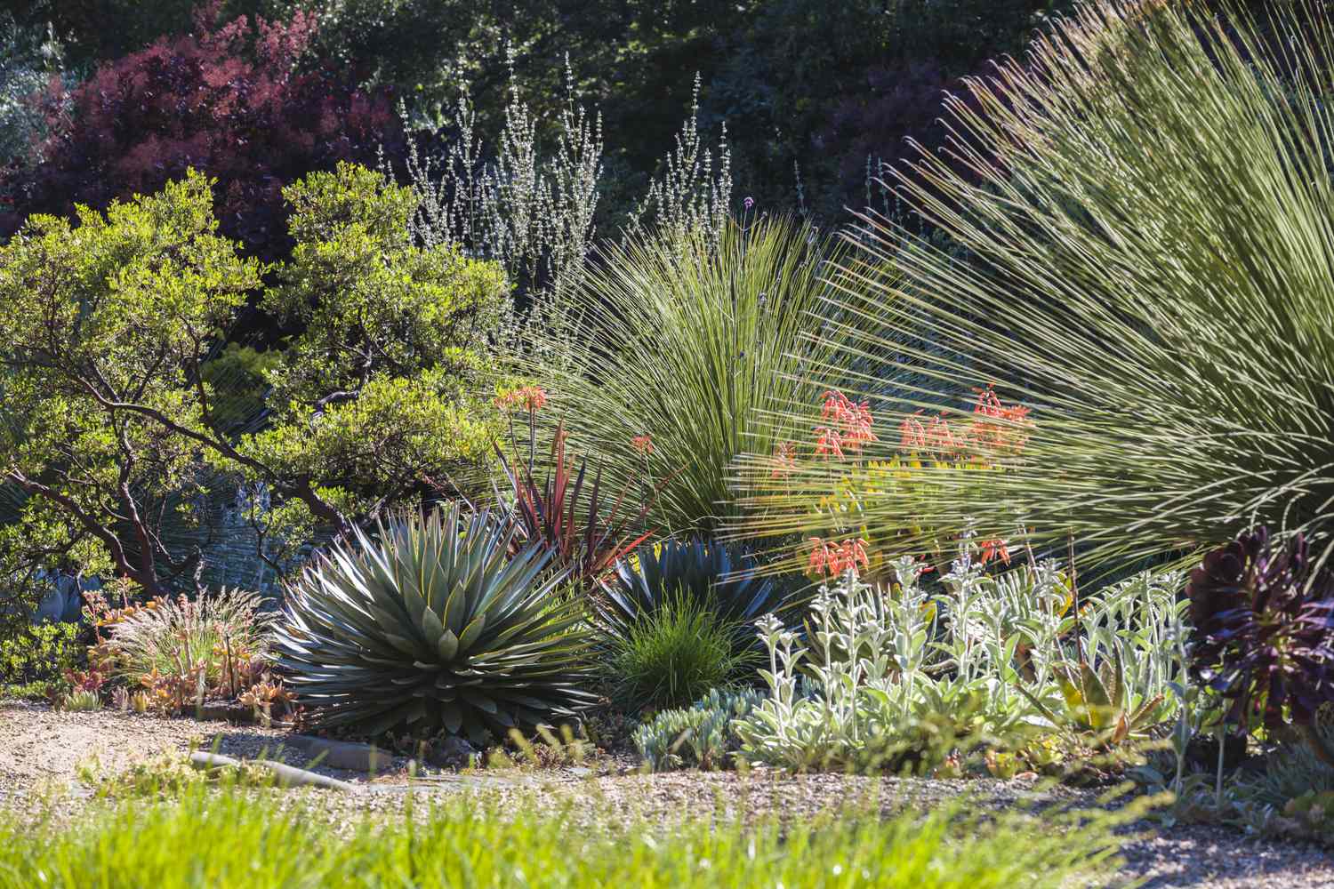 A landscaped garden featuring various succulent plants and ornamental grasses