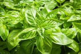 basil plants growing in a garden