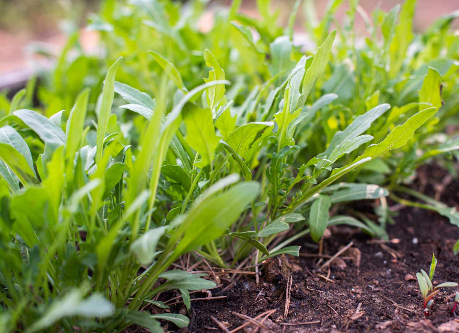 arugula growing in a garden