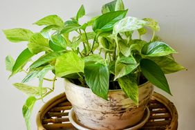 Potted pothos plant displayed indoors on a stand