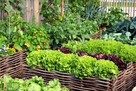 herb and vegetable raised garden beds 