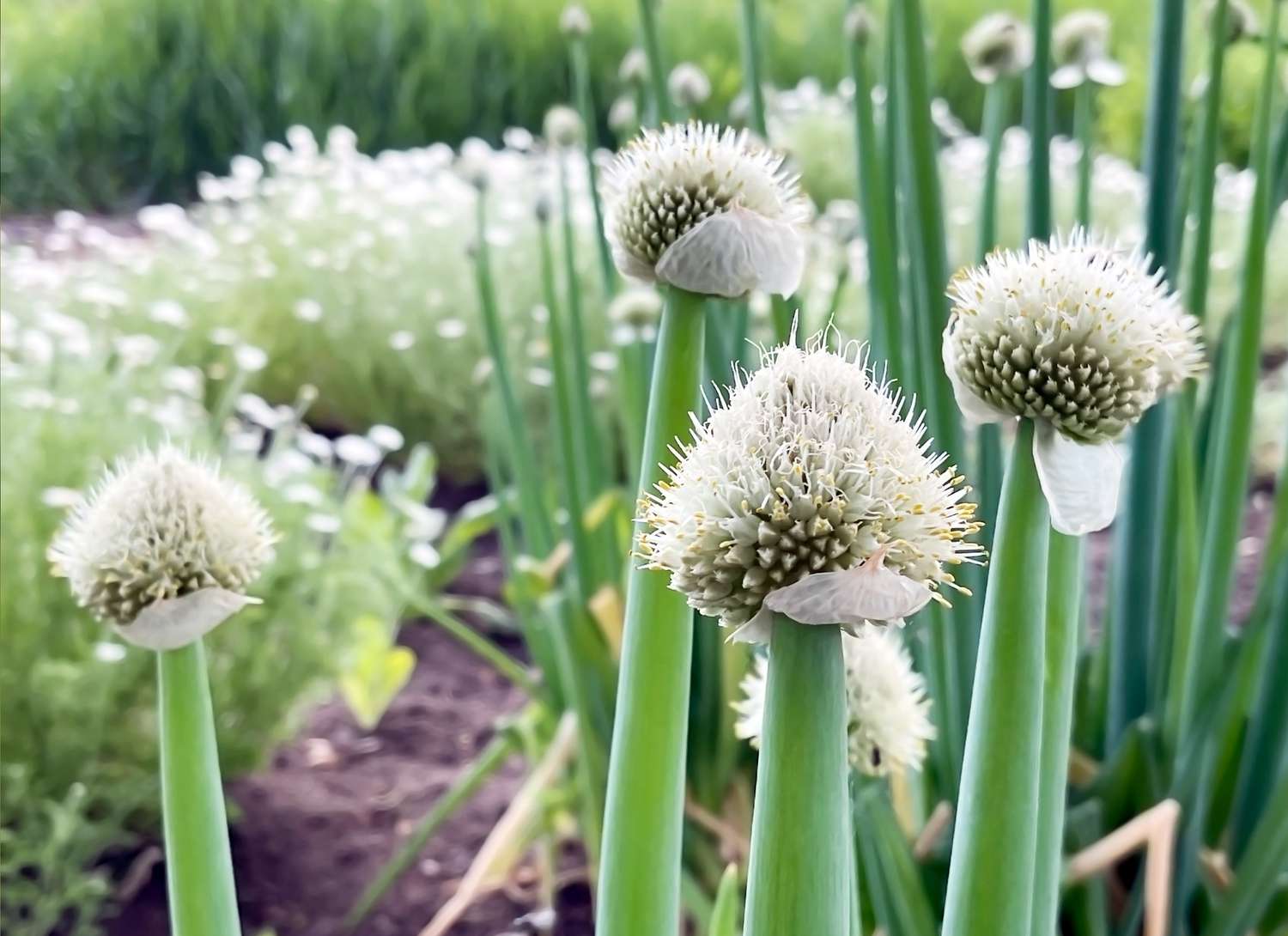 multiple welsh onions growing in a garden