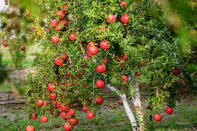 Pomegranate tree