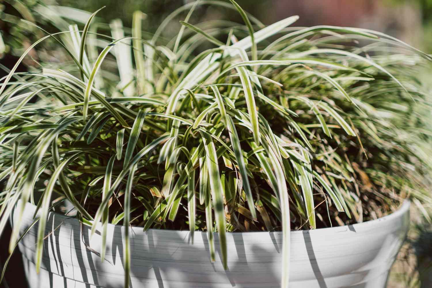 Close-up of variegated Japanese sedge in pot outdoors