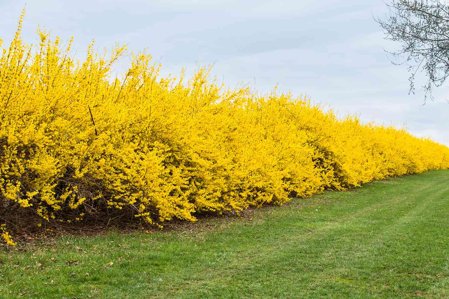 Forsythia