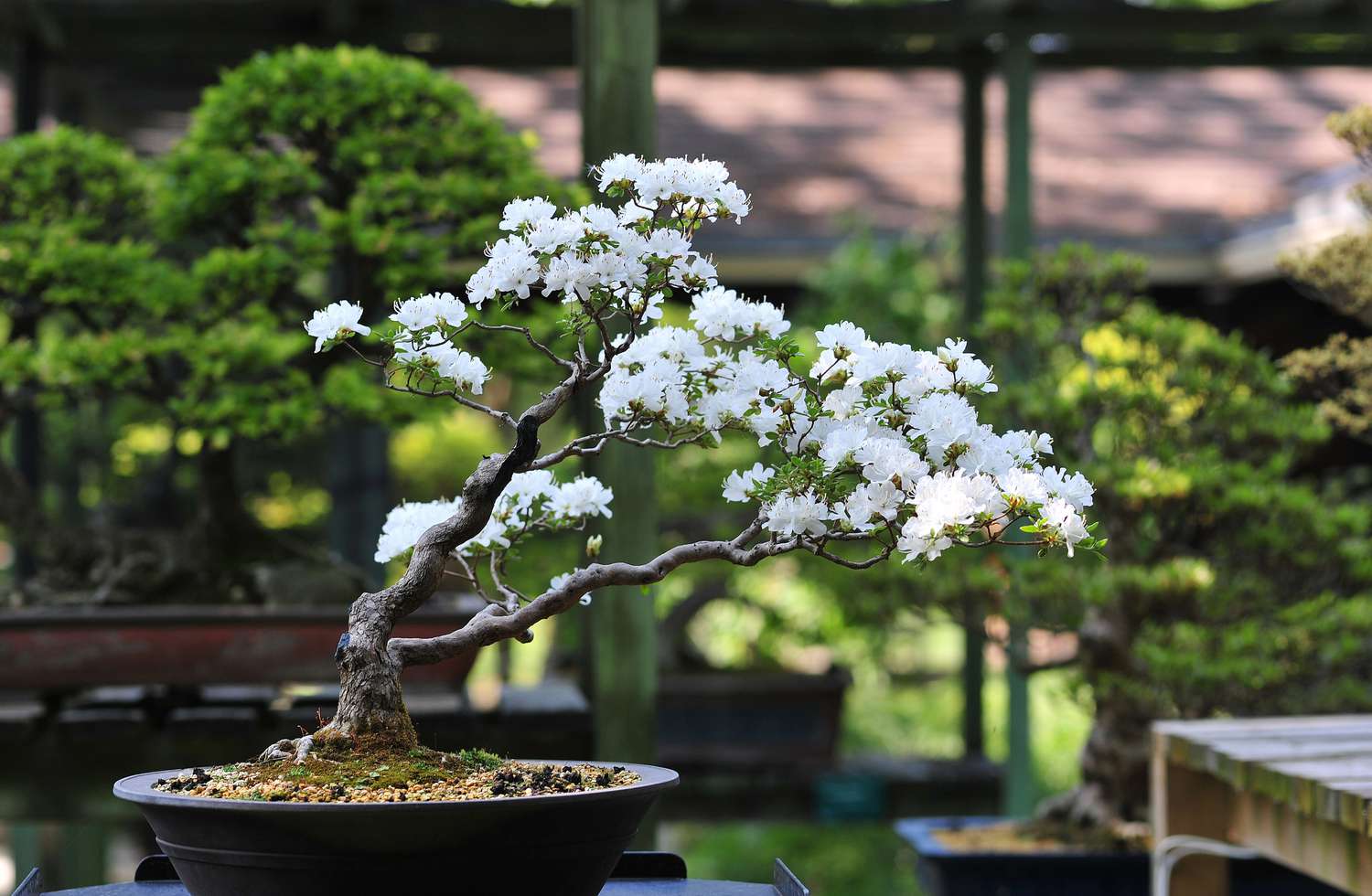 White cherry blossom bonsai