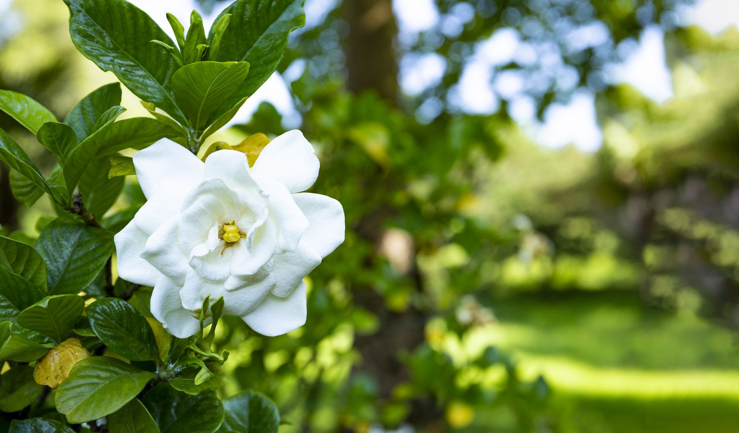 gardenia flower
