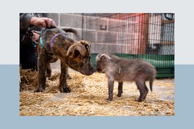 A young shelter dog and maned wolf pup. 