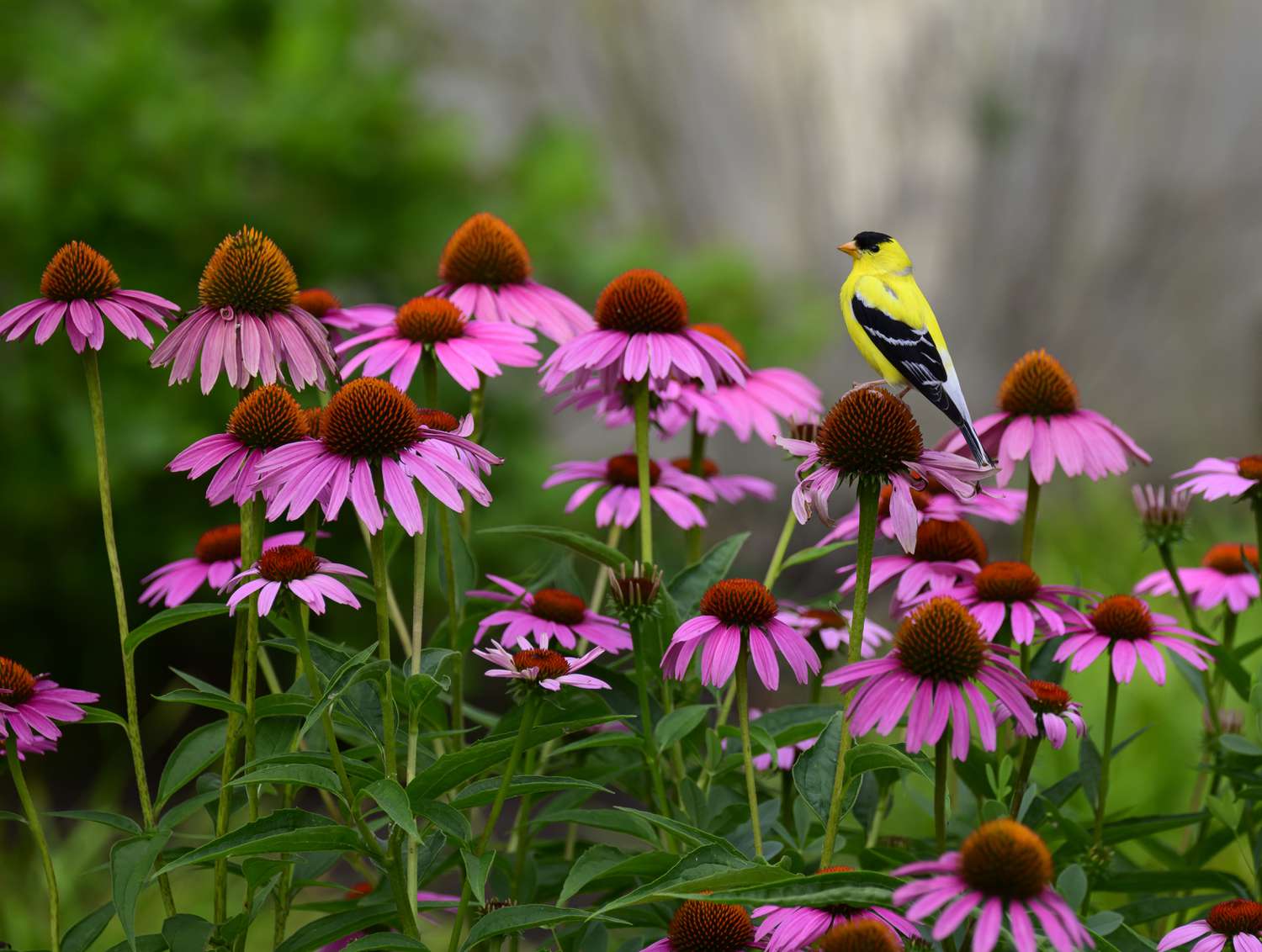 Gold Finch on a Coneflower