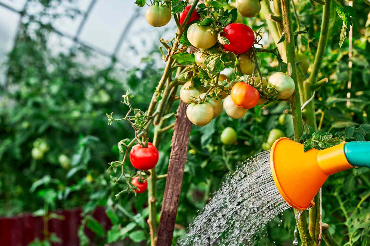 Watering tomato plant