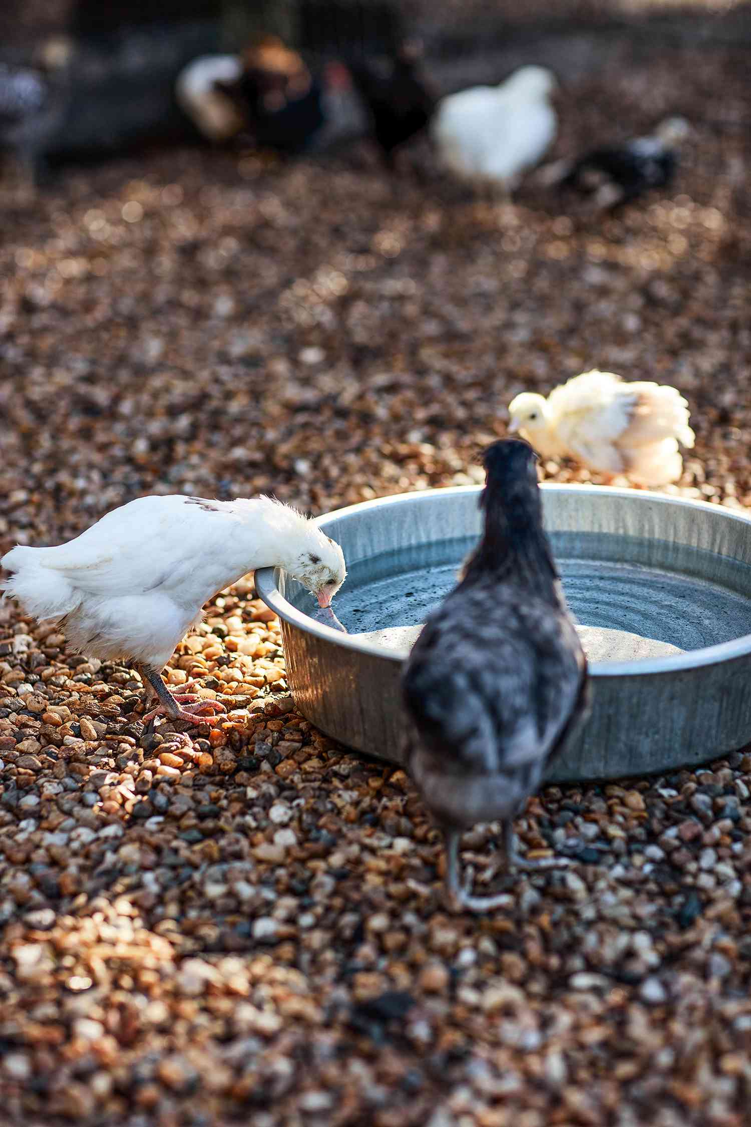 little chickens drinking out of water dish