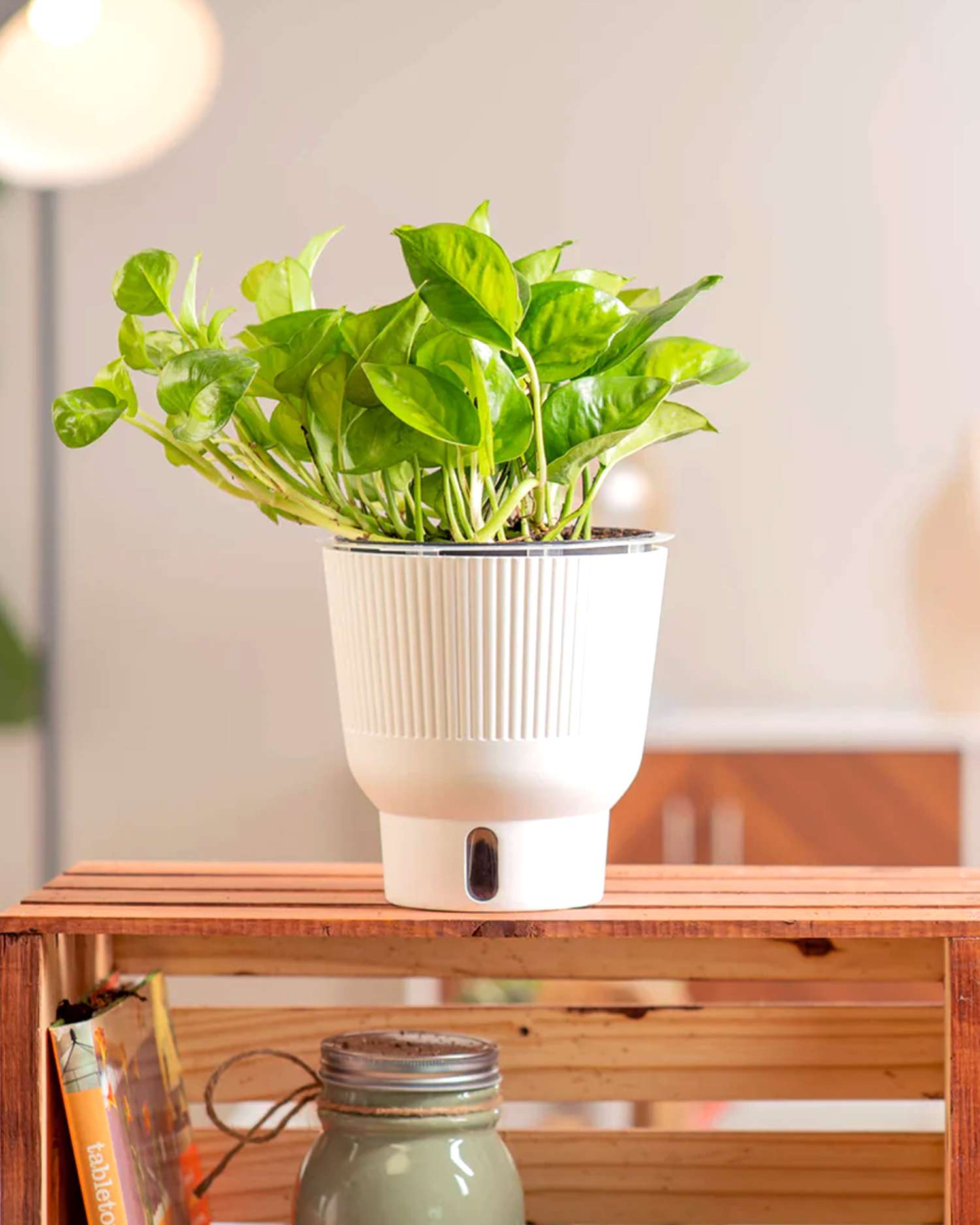 Global green variety of a pothos plant on a table