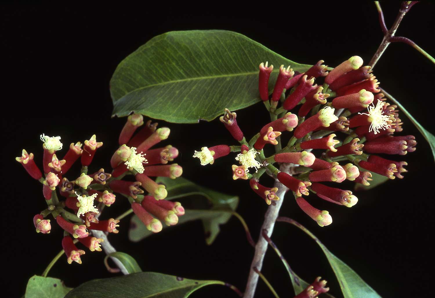 Cluster of clove flower buds on a branch