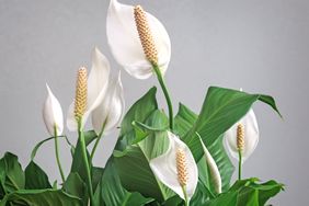 Several blooming peace lilies with vibrant foliage and distinct spadixes