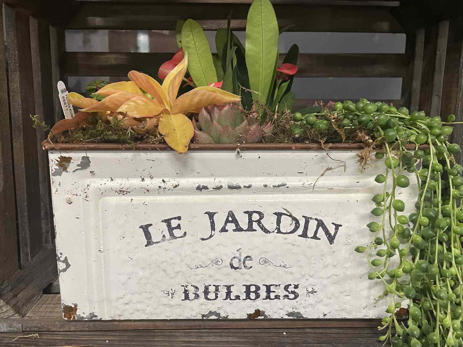 succulent garden ideas