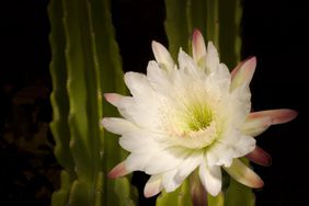Queen of the Night) in bloCactaceae cereus hildmannianus (Queen of the Night) in bloom at night.