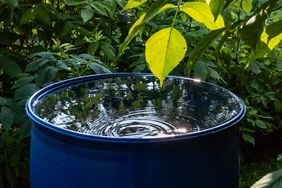 A blue barrel filled with water surrounded by greenery