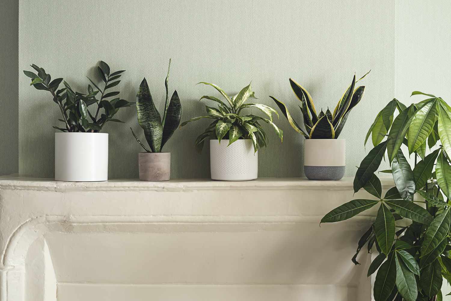 A variete of indoor plants