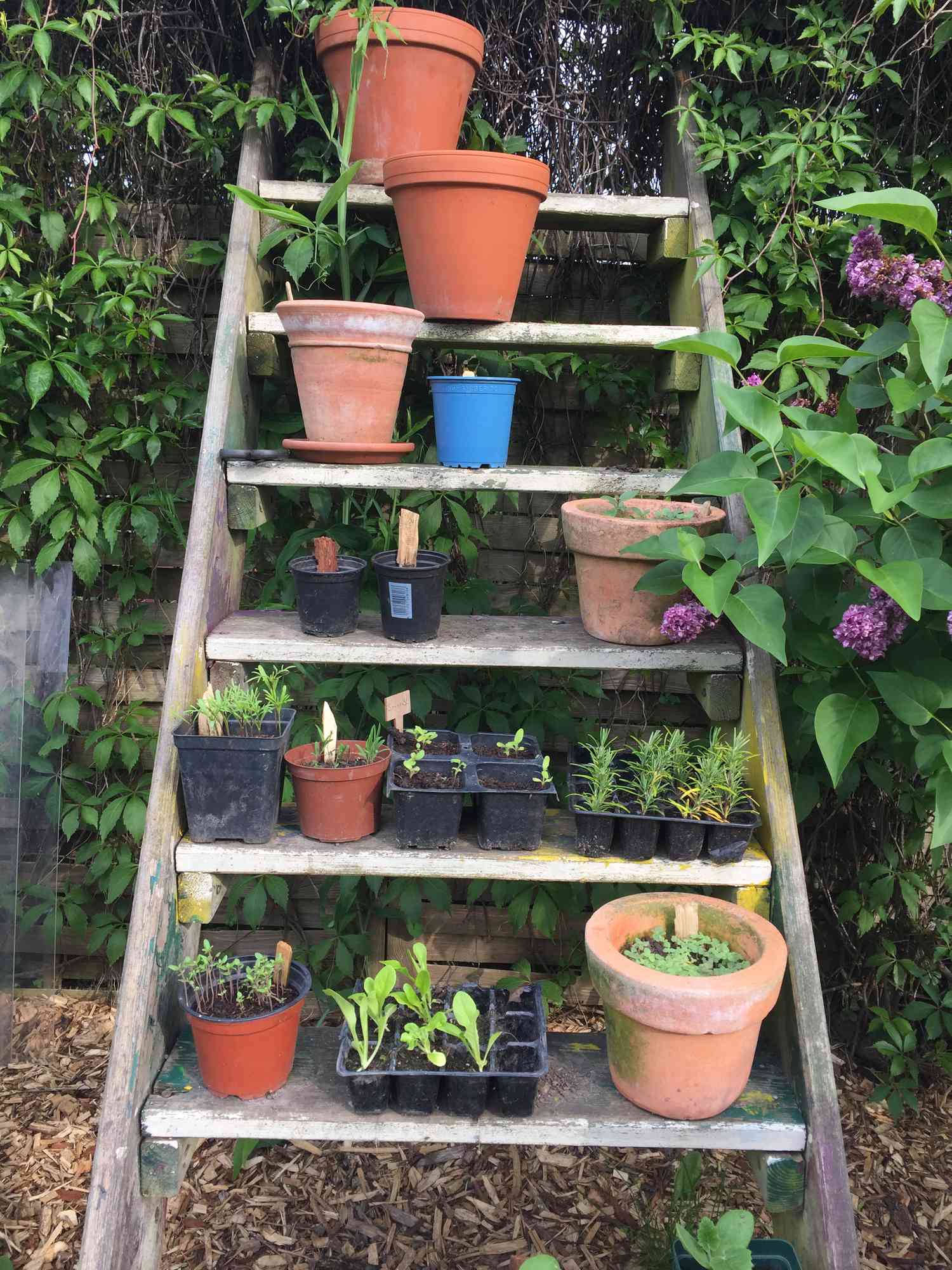 old staircase with flower pots in the garden