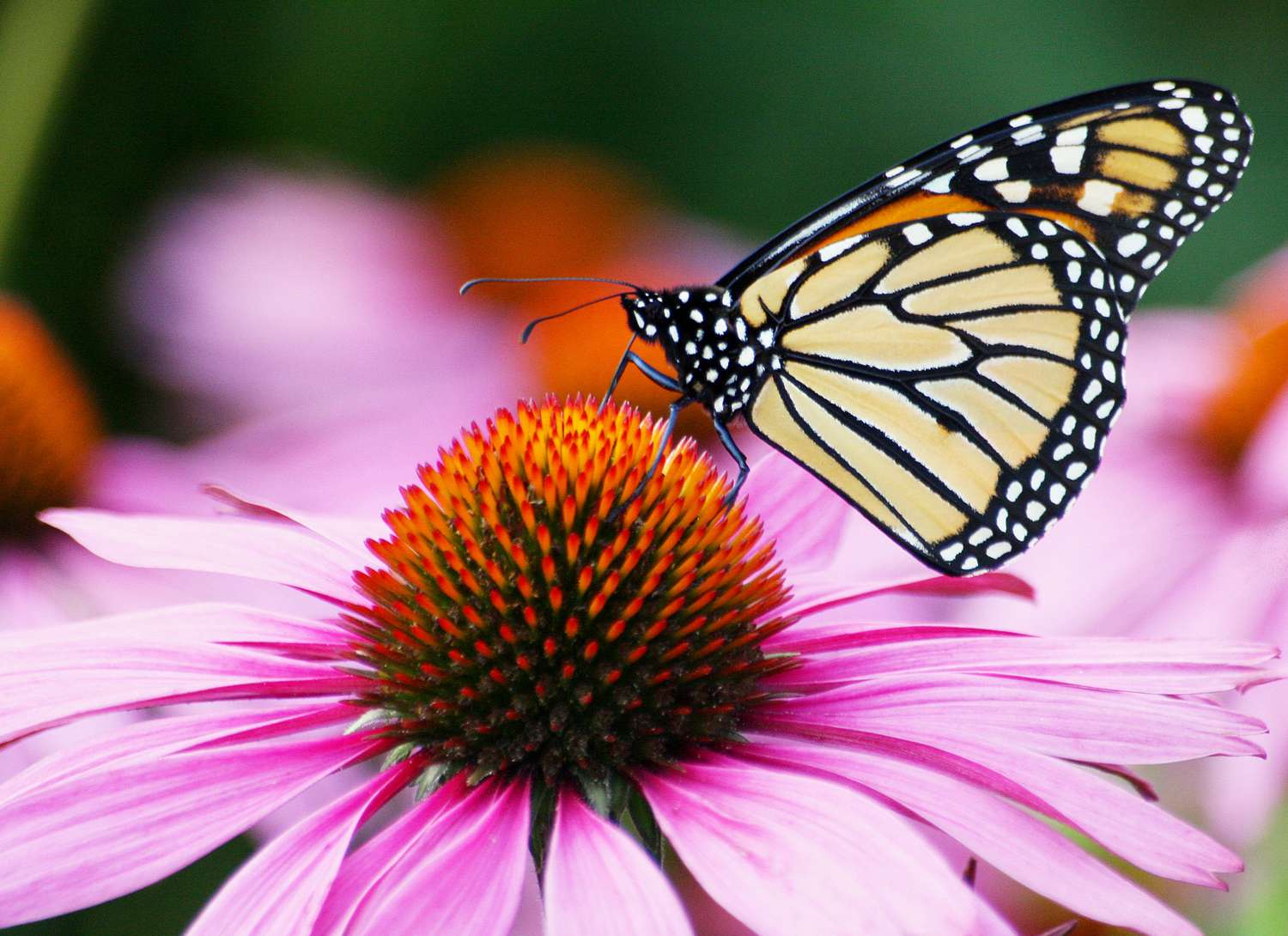 close up of a butterfly on a coneflower