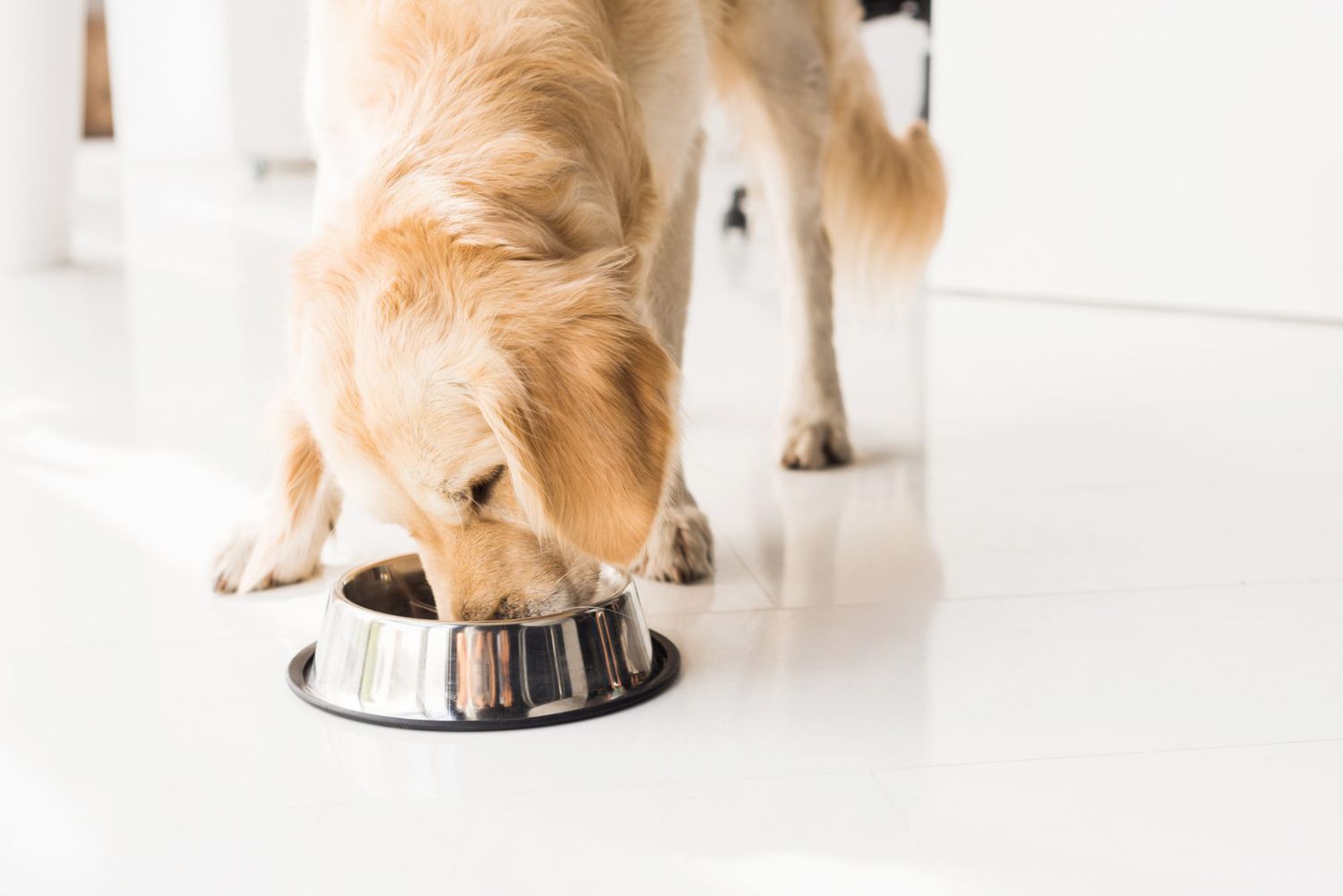 golden retriever eating from silver metal dog bowl
