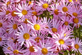 Cluster of daisylike flowers with central yellow disks