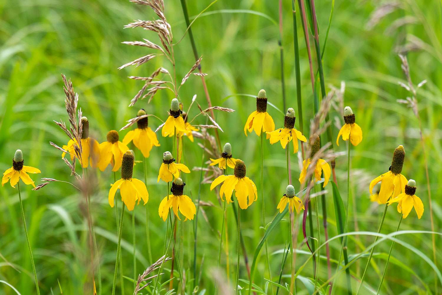 Ratibida columnifera