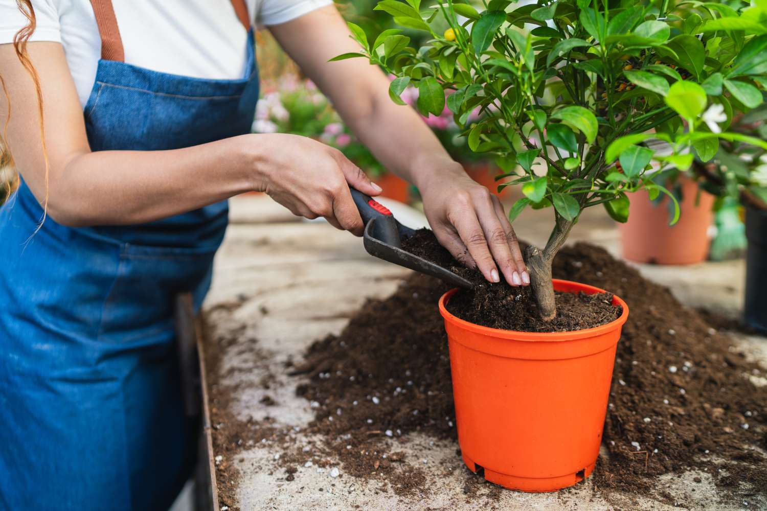 Person planting a small tree in a pot with soil on a table, wearing an apron and holding a small spade