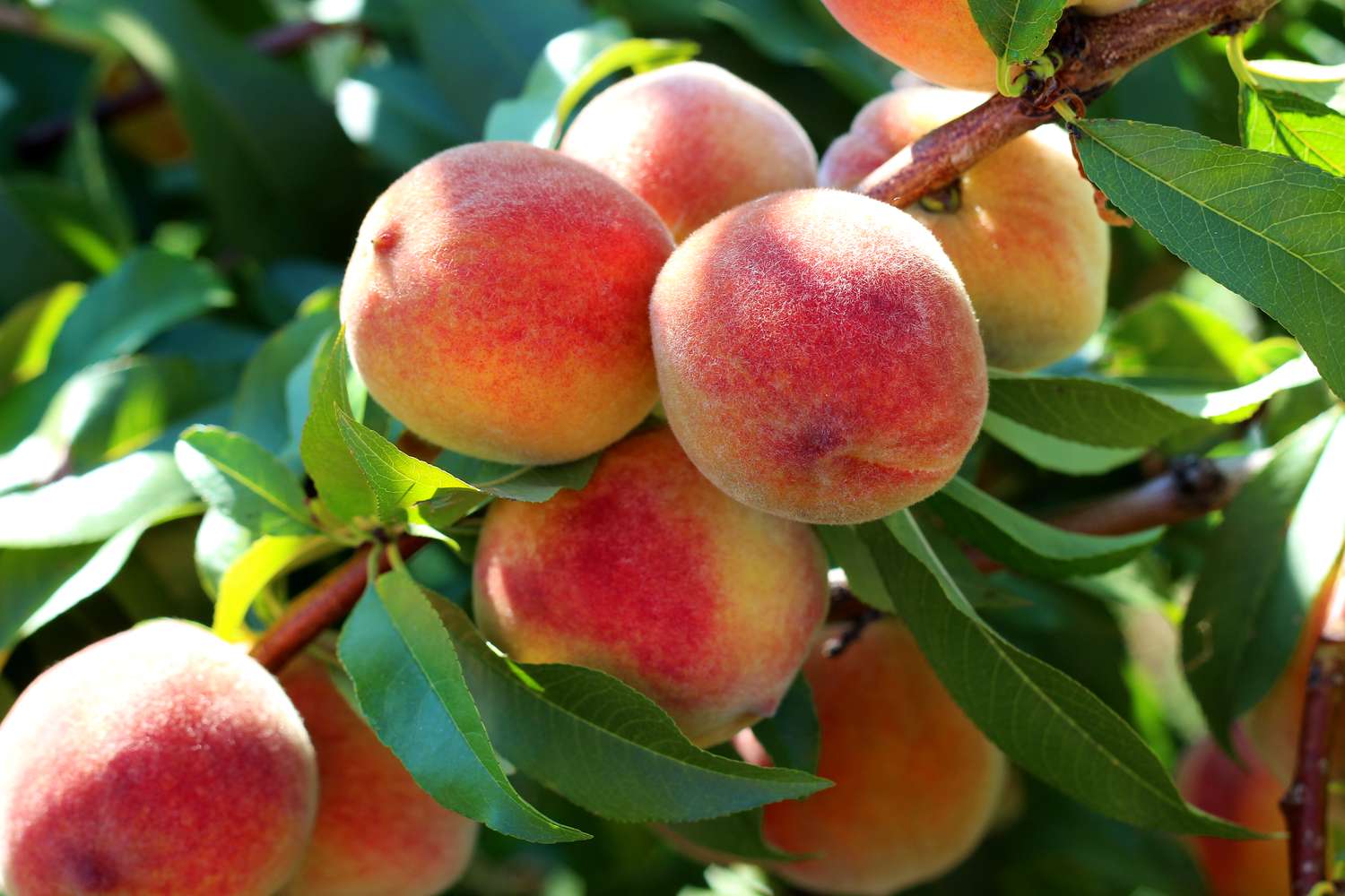 Peaches on a branch among leaves