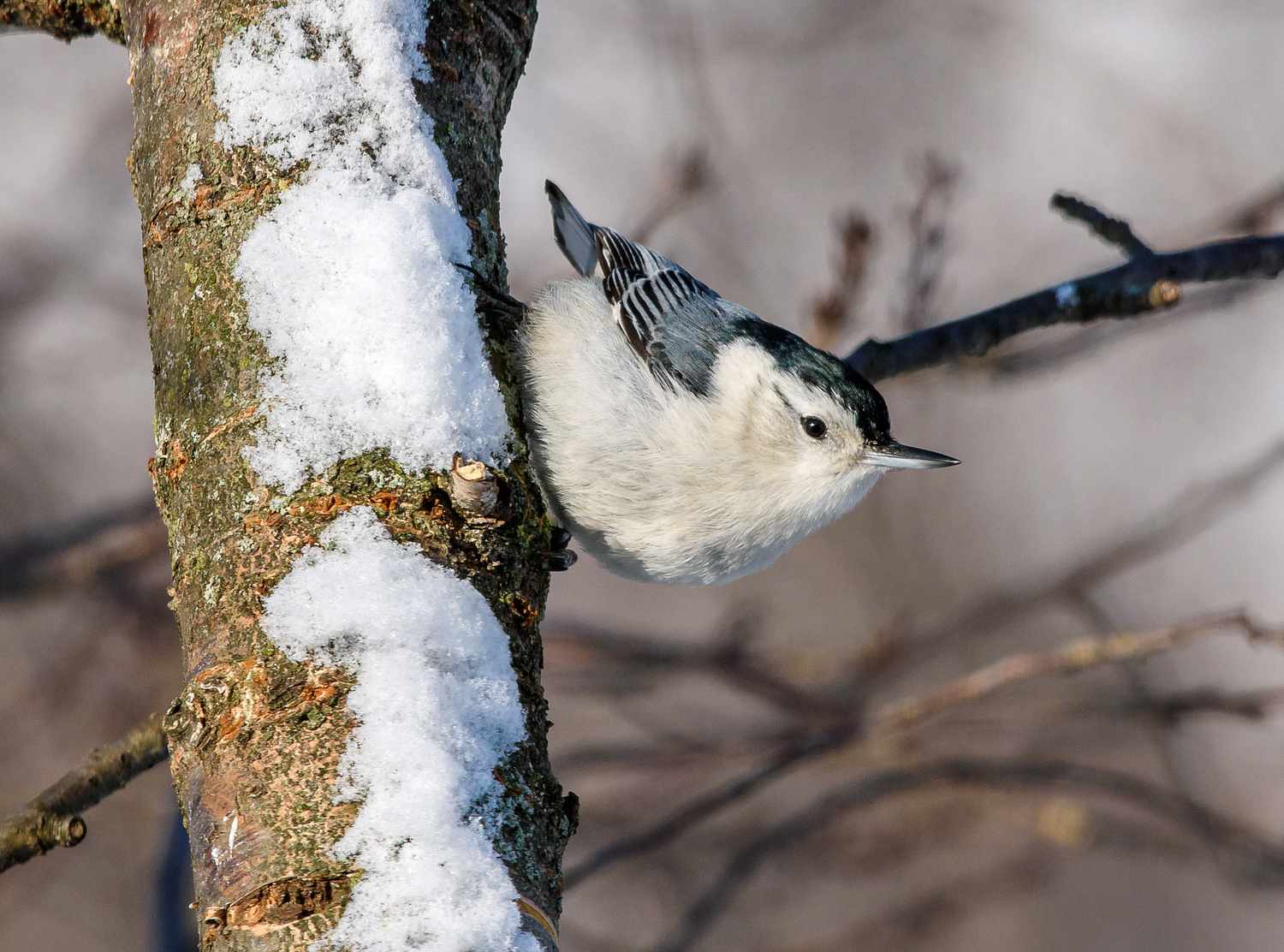 white breasted nuthatch bird