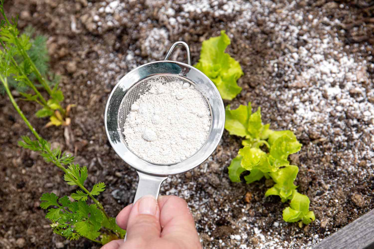 A person sifting powder near small plants in soil