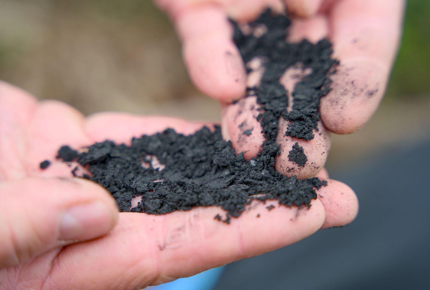 Hands holding and examining charcoal pieces likely for gardening use