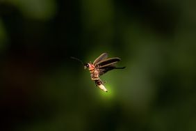Firefly in Glow