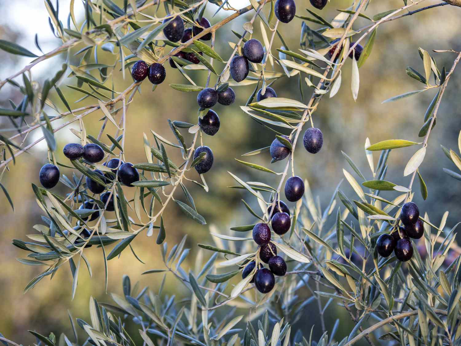 Olives on the tree ripening to be harvested