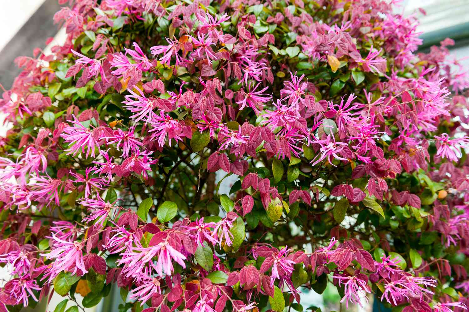 Chinese Fringe Shrub