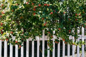 Bush with red berries growing along a white picket fence