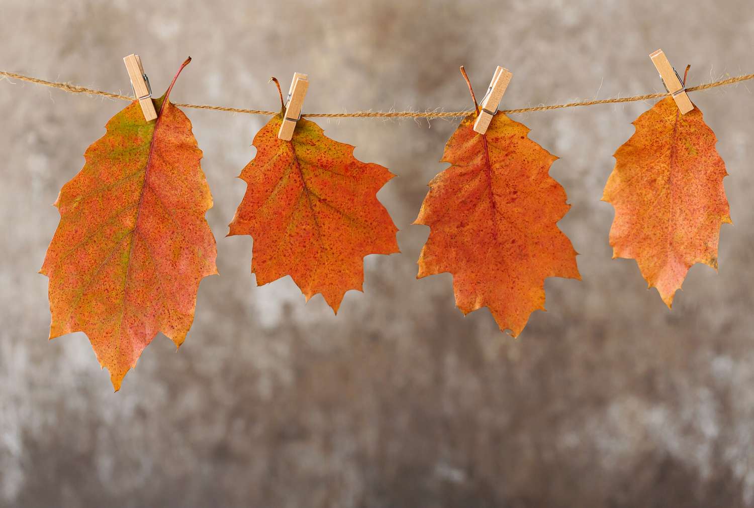 Four autumn leaves hanging on a string with clothespins