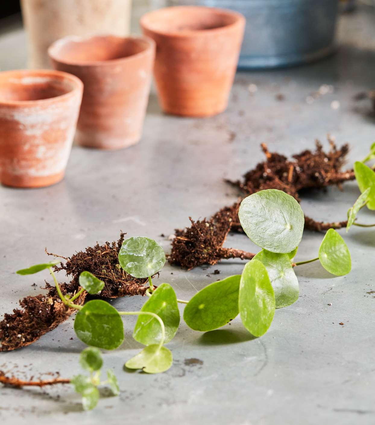 decorvow arranging small chinese money plants
