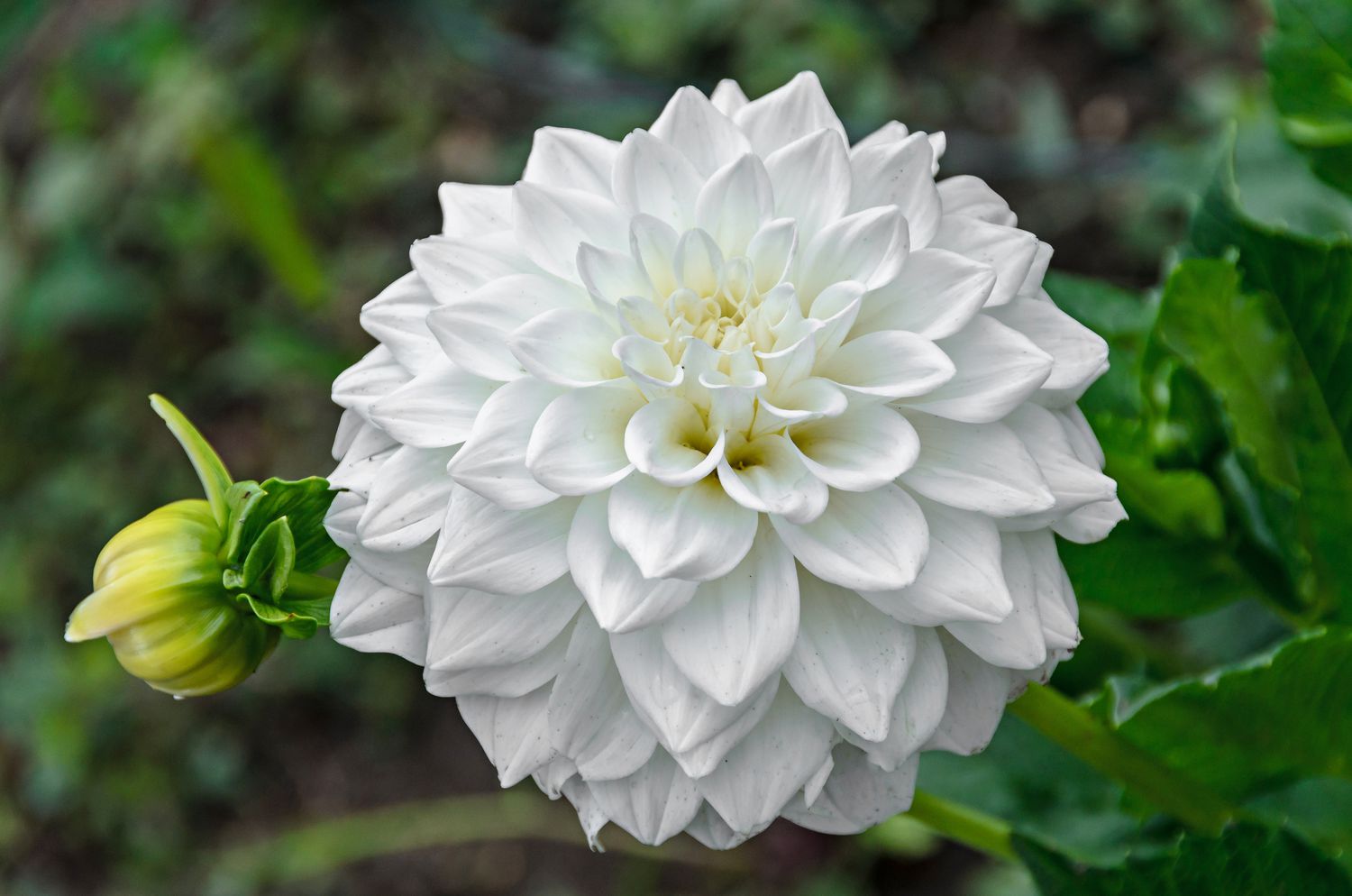 White dahlia flower with bud against greenery