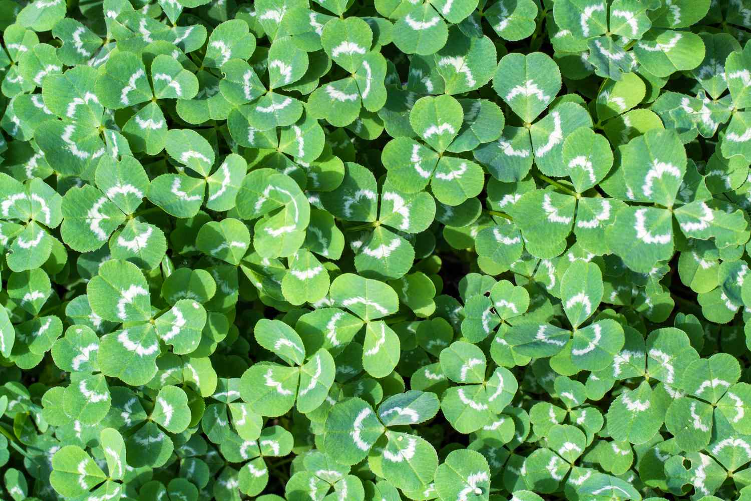 Clover Lawn