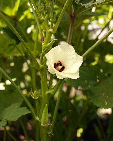 ld103321_0308_okra2.jpg