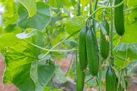 Several cucumbers growing on a plant among green leaves