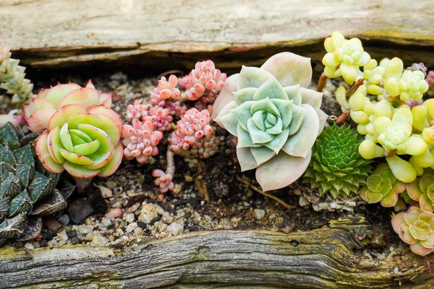 Succulents in soil