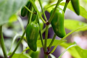 jalapeno peppers growing in a garden