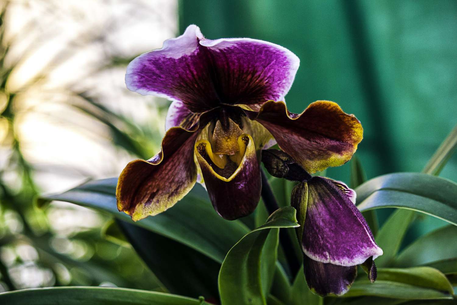 Orchild Paphiopedilums