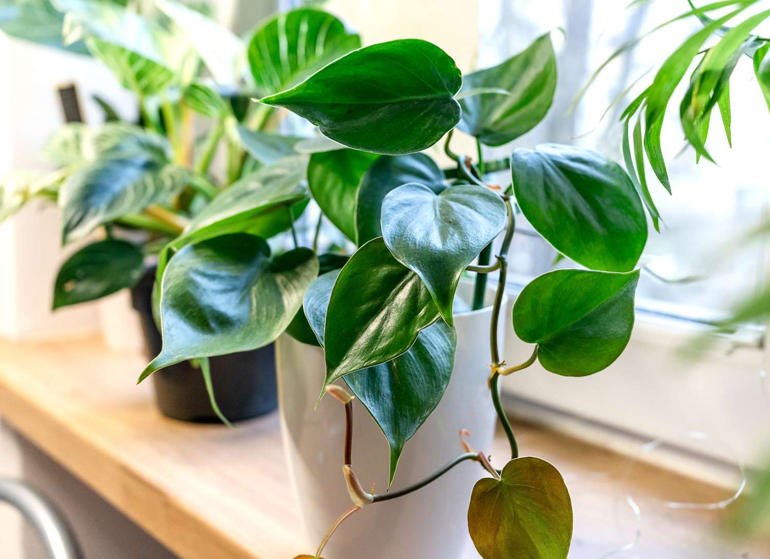 philodendron plant in a white pot near a window