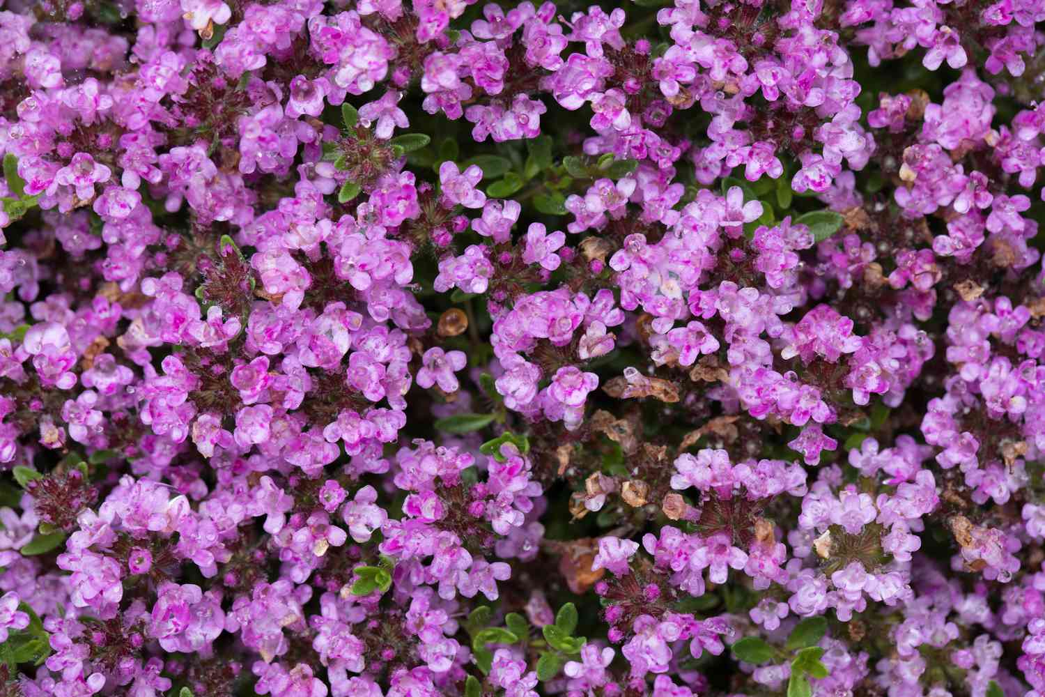 Close-up of creeping thyme